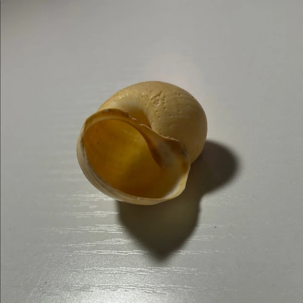 Natural Seashell Collection for Small Pets